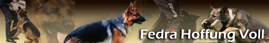 ioelybanner