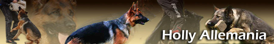 holly banner