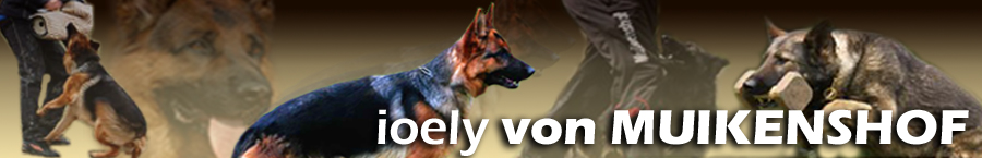 ioelybanner